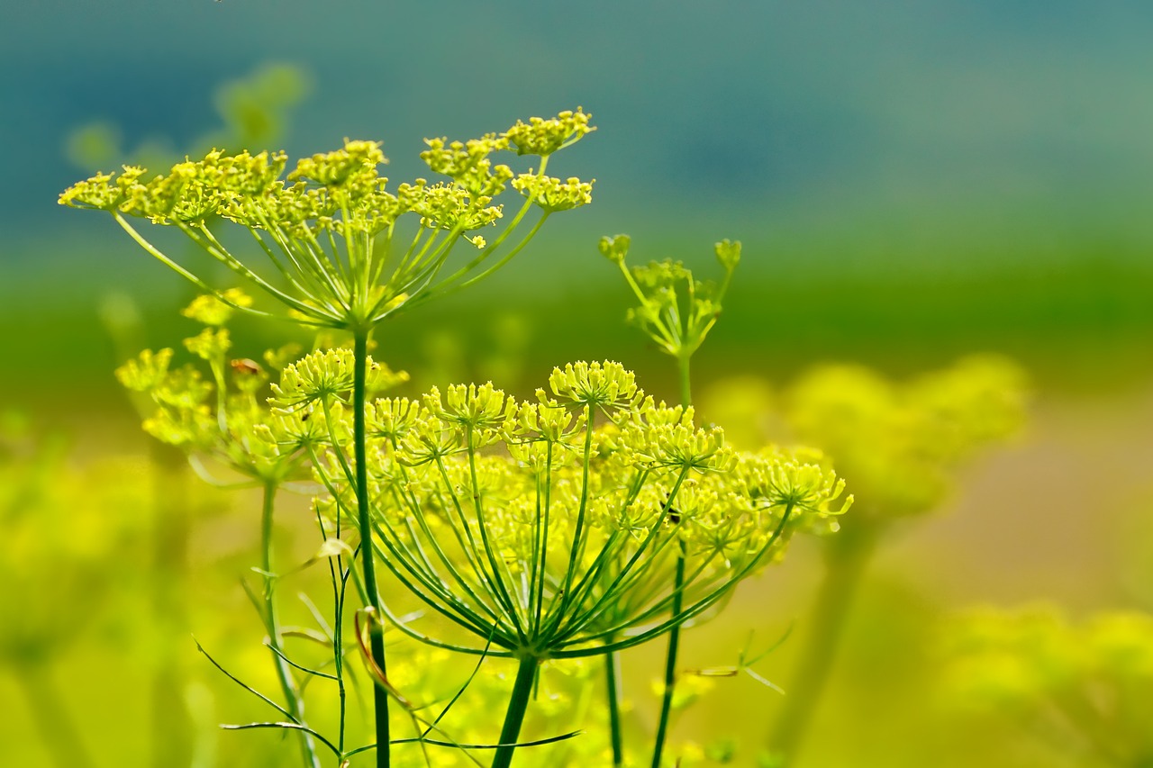 How to Create a DIY Herb Garden in Your Kitchen